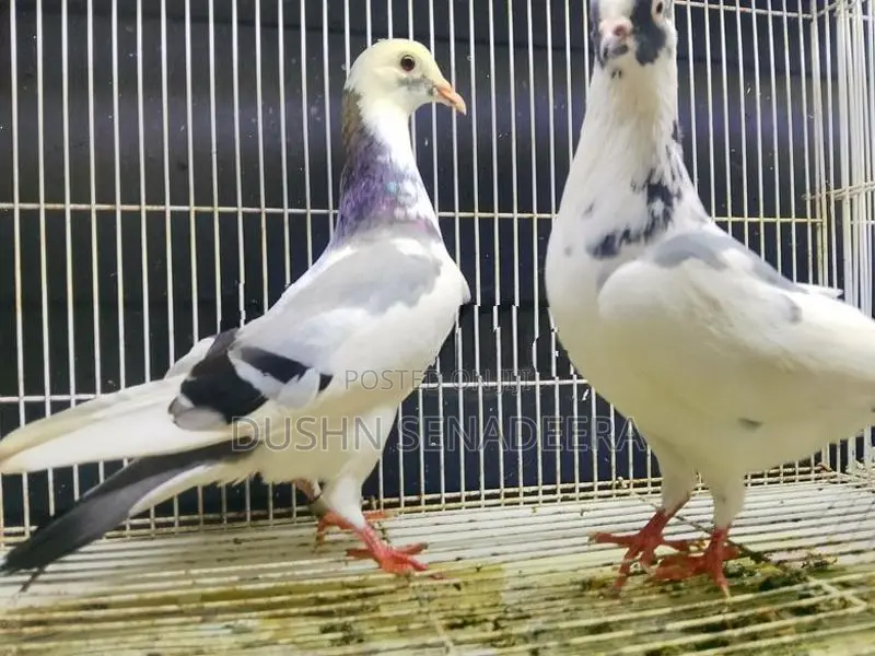 Pigeon