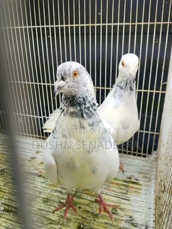 Pigeon
