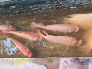 Mozambique Fish