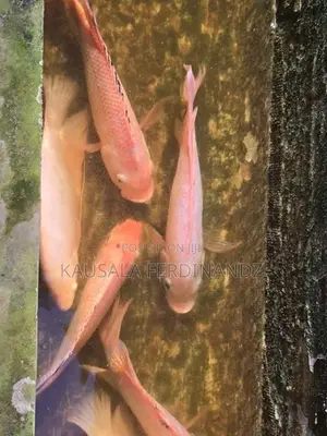Mozambique Fish