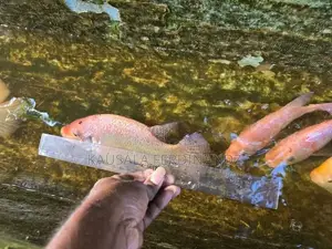 Mozambique Fish