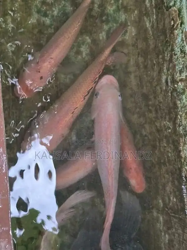 Mozambique Fish