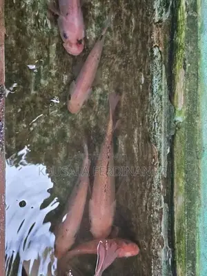 Mozambique Fish