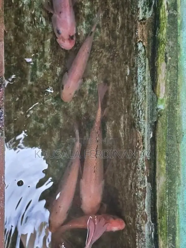 Mozambique Fish