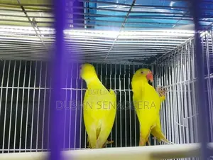Pigeon