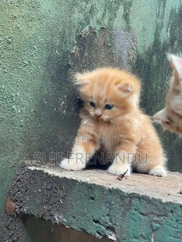 Persian Cat