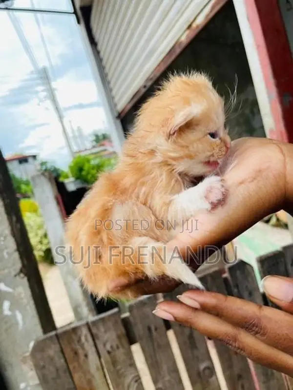 Persian Cat