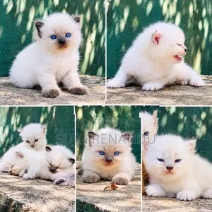 Persian Cat