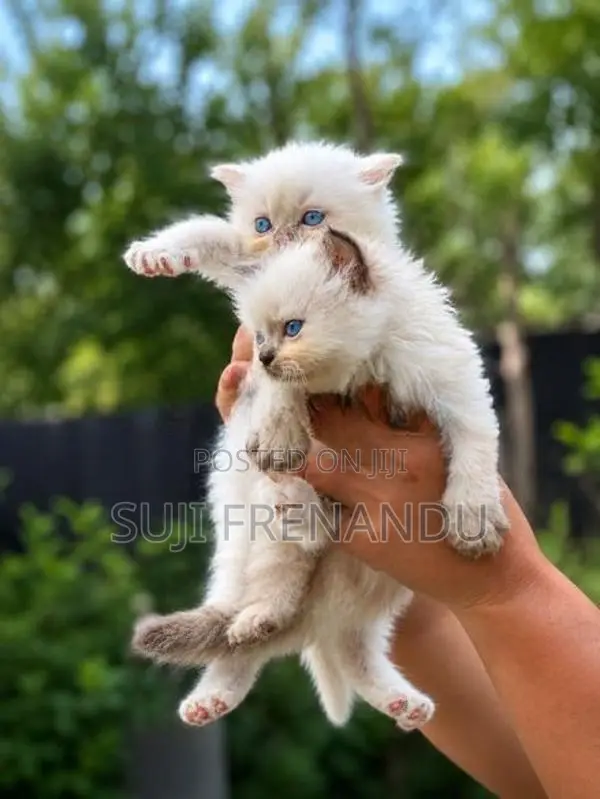 Persian Cat