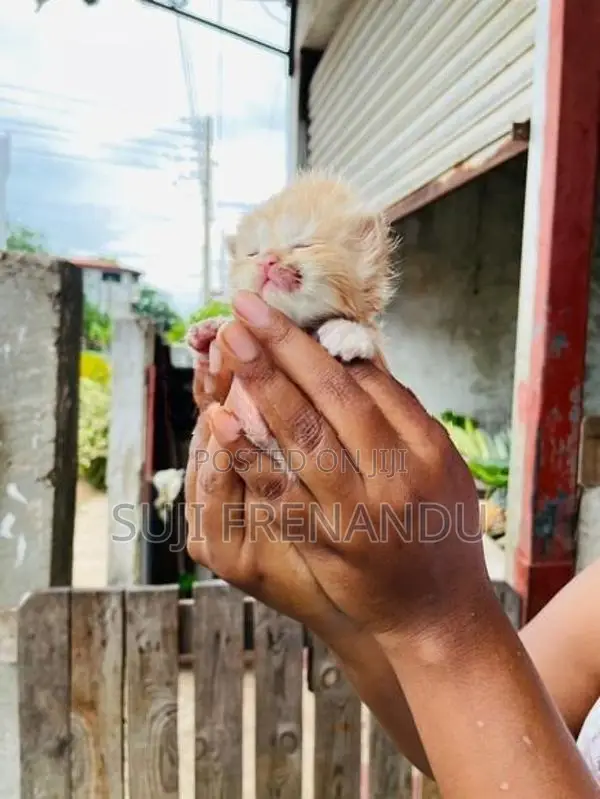 Persian Cat
