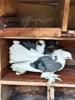 Fantail Pigeons