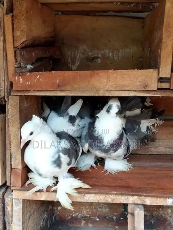 Fantail Pigeons