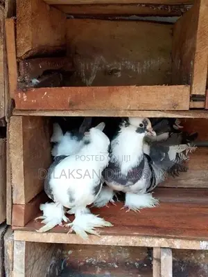 Fantail Pigeons