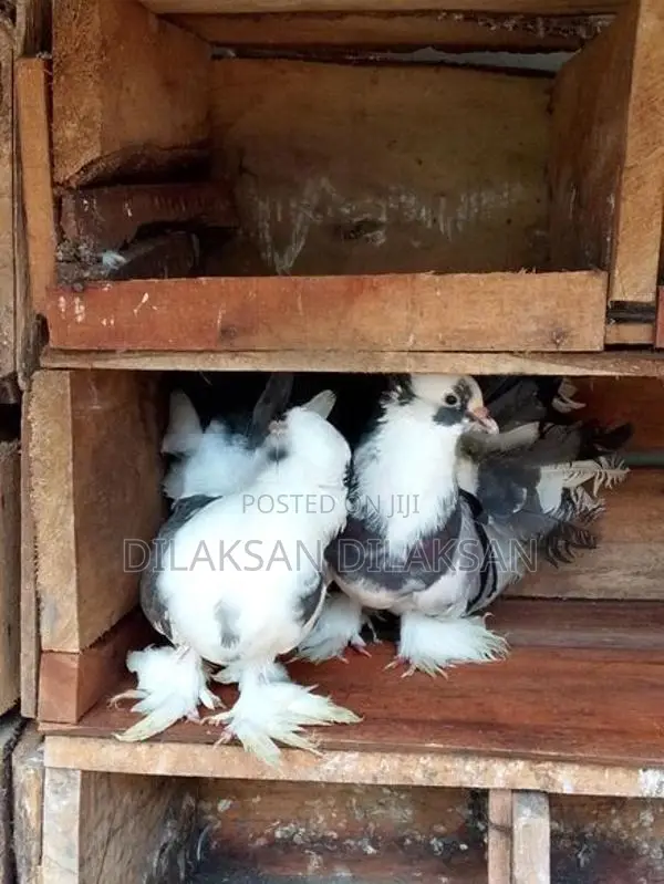 Fantail Pigeons