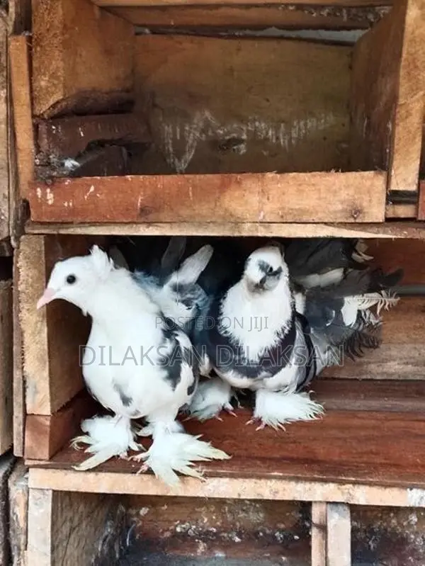 Fantail Pigeons