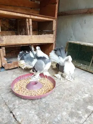Fantail Pigeons