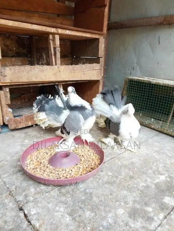 Fantail Pigeons