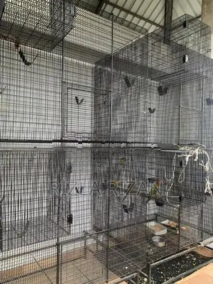 Bird Cages