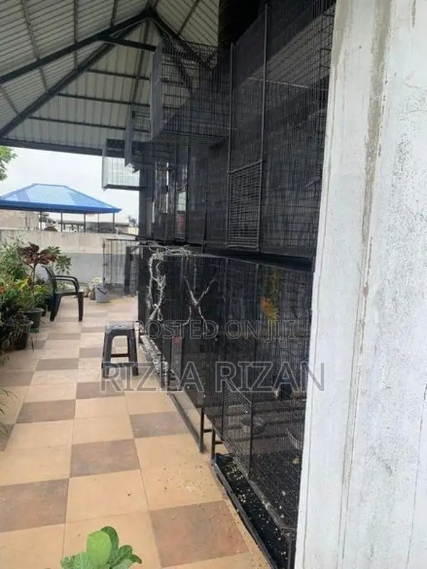 Bird Cages