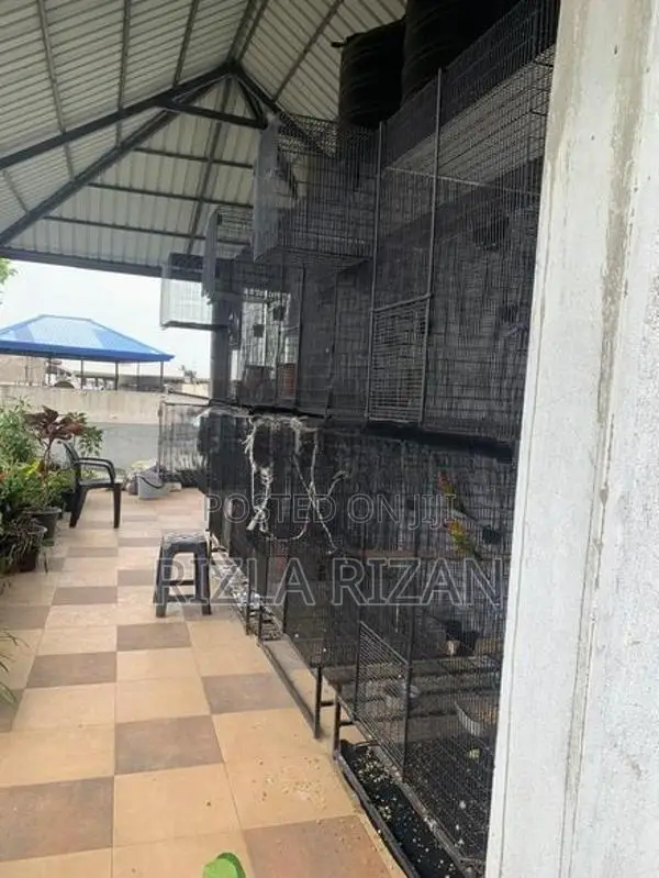 Bird Cages