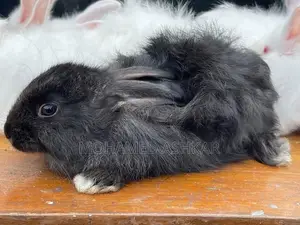 Angora Rabbit
