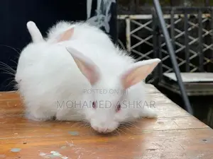 Angora Rabbit