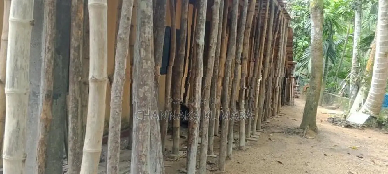 සැටලිම් ලී විකිනිමට