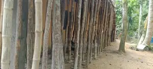 සැටලිම් ලී විකිනිමට