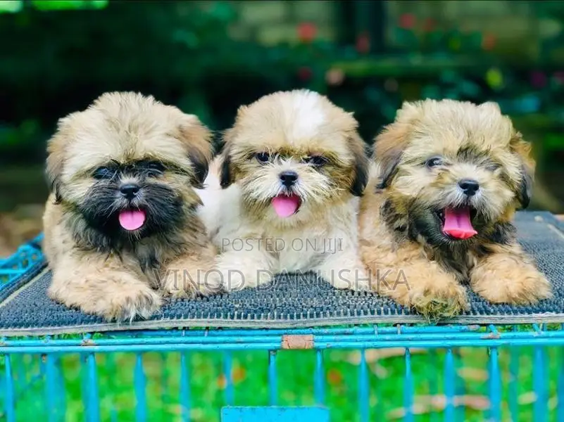 Shih Tzu Puppies