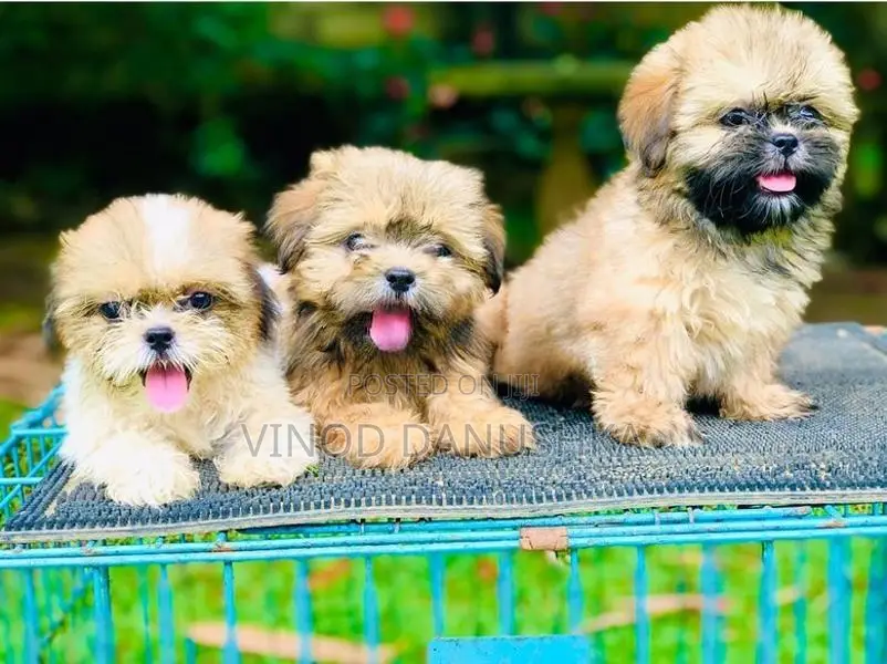 Shih Tzu Puppies
