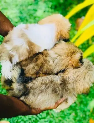 Shih Tzu Puppies