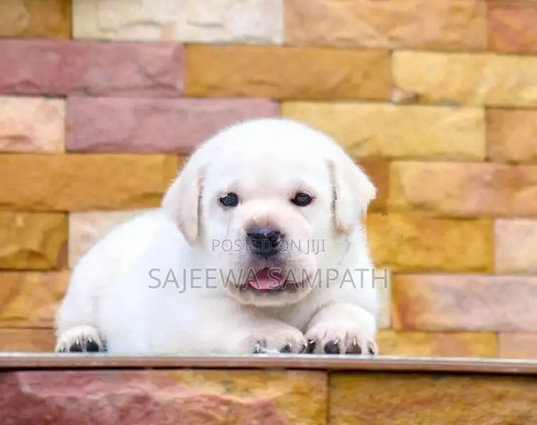 Labrador puppies (pure breed)
