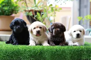 Labrador puppies (pure breed)