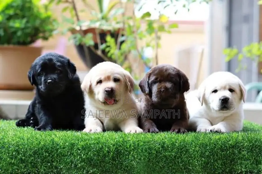 Labrador puppies (pure breed)