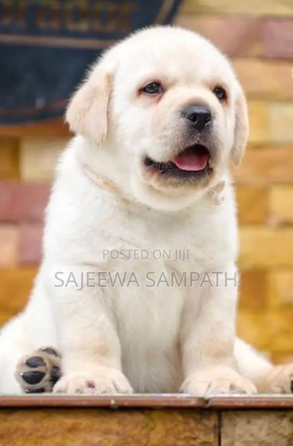 Labrador puppies (pure breed)