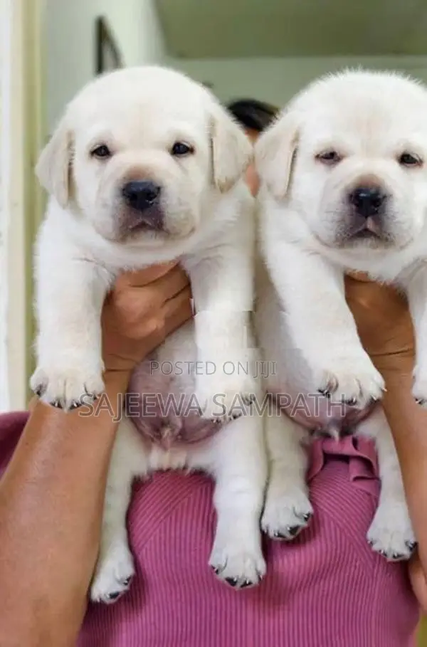 Labrador puppies (pure breed)