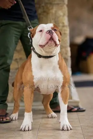 Amarican Bully