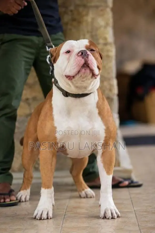 Amarican Bully
