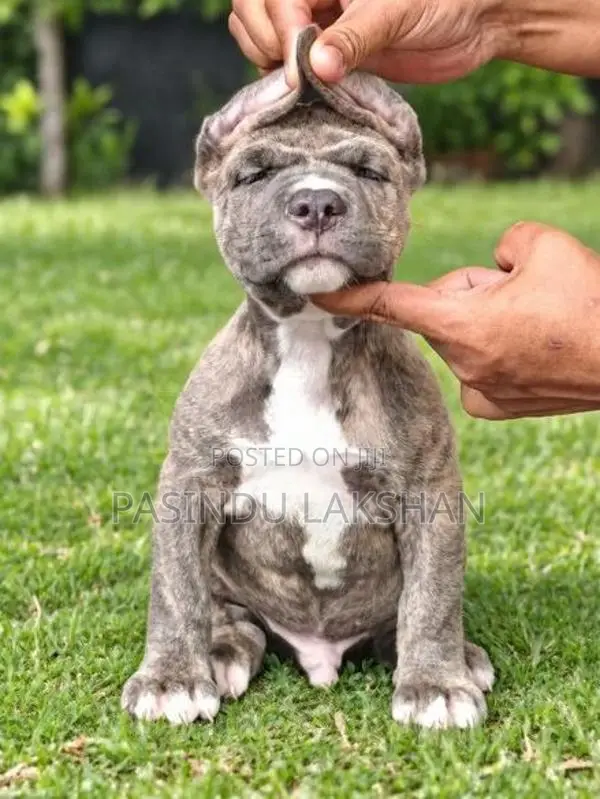Amarican Bully