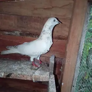 Pigeons