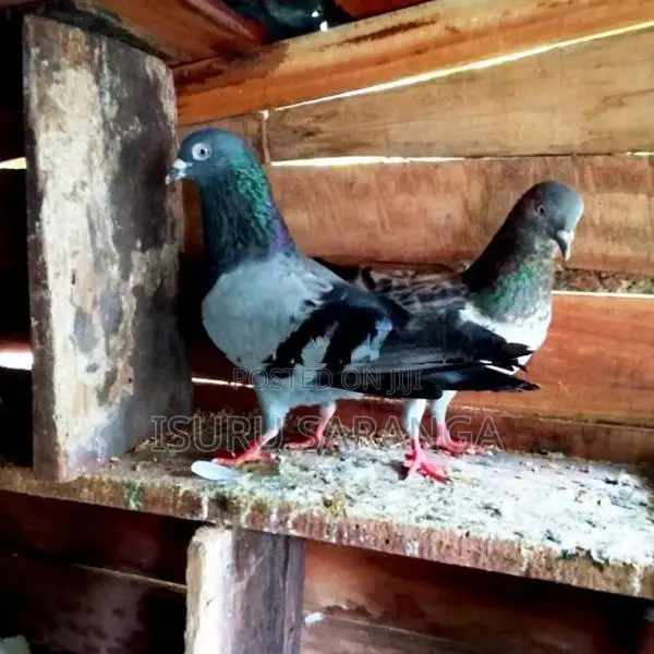 Pigeons