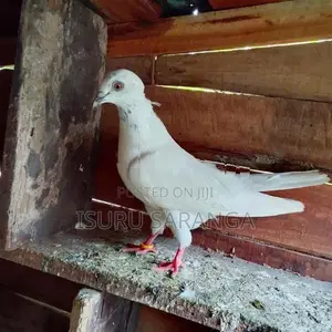 Pigeons
