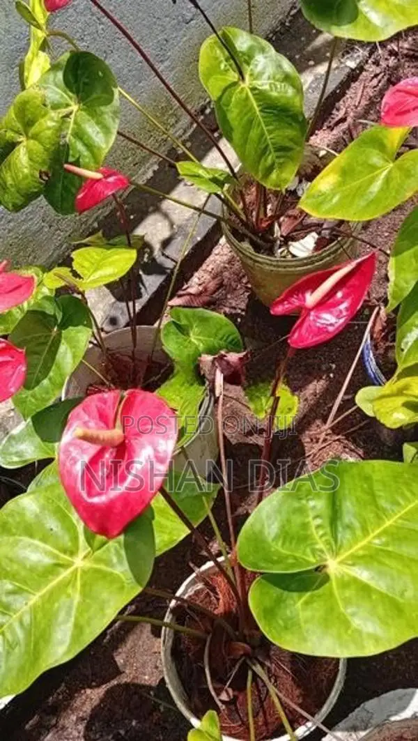 Anthurium Plants