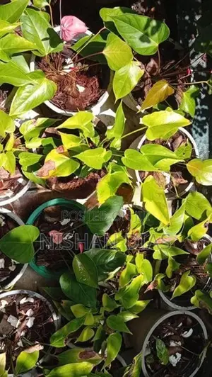 Anthurium Plants