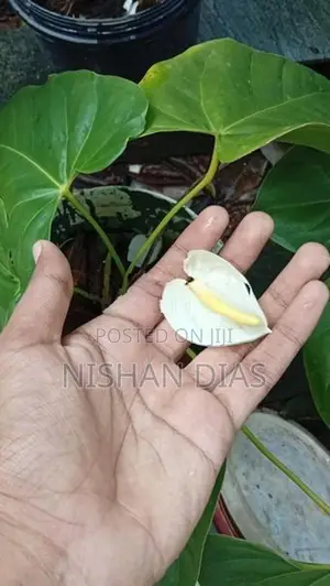 Anthurium Plants