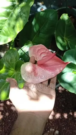 Anthurium Plants