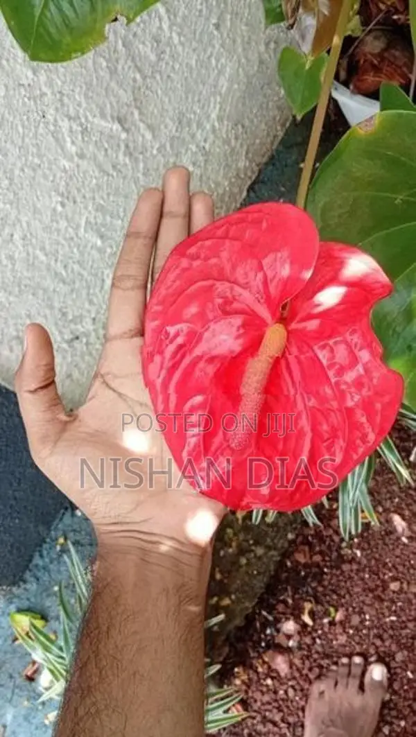 Anthurium Plants