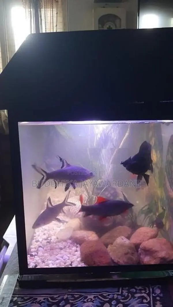 Fish Tank With All Accessories