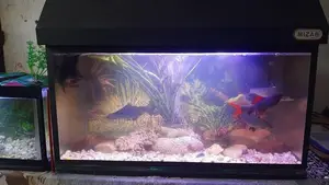 Fish Tank With All Accessories