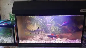 Fish Tank With All Accessories